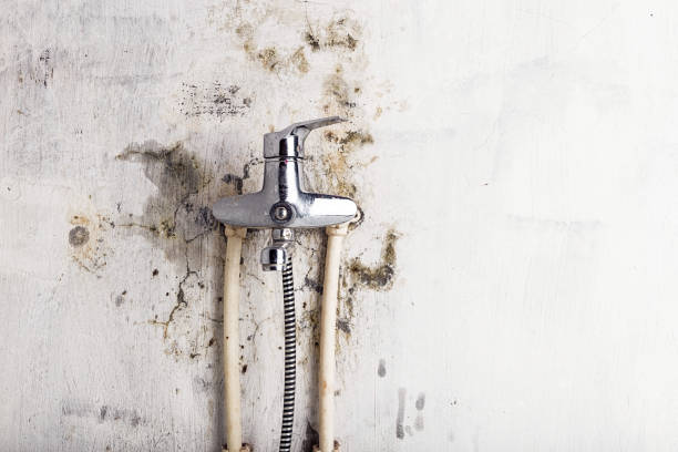 Office Mold Removal Services in Westminster, SC
