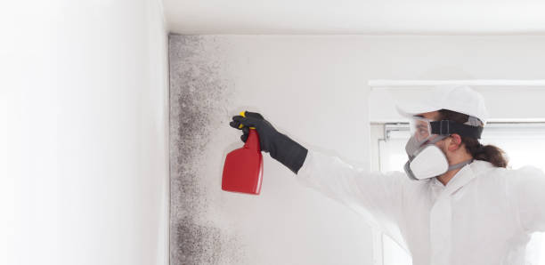 Home Mold Removal in Westminster, SC