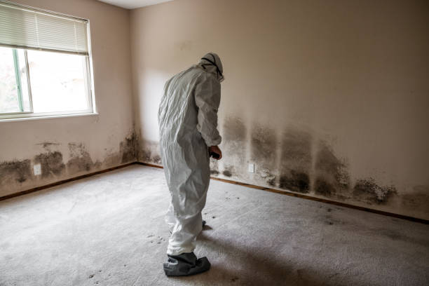 Best Mold Damage Repair  in Westminster, SC